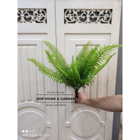 Cụm dương sỉ lá to (0567)
