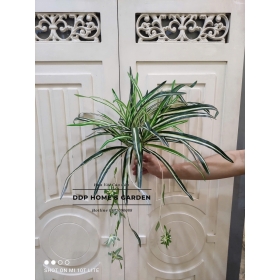 Cụm tóc tiên rủ (0564)