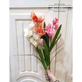 Khóm địa lan có lá (0562)