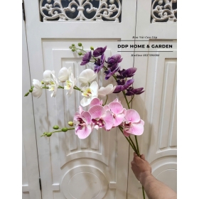 Cành lan hồ điệp 9b (0576)