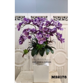 Chậu hoa lan vanda tím (2178)