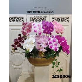 Chậu hoa lan hồ điệp cao cấp (2506)