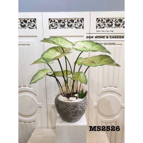Chậu cây lá môn giả (2526)