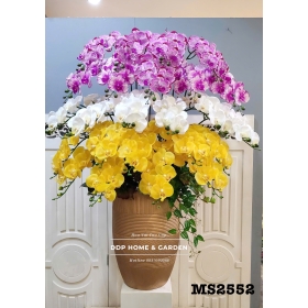 Chậu hoa lan hồ điệp 3 màu (2552)