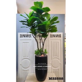 Chậu cây bàng singapore 1m6 (2588)