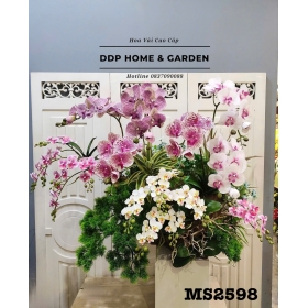 Chậu lan hồ điệp thân gỗ (2598)