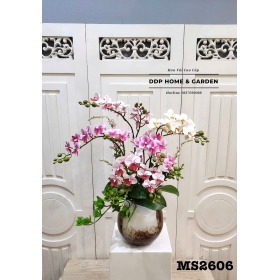Chậu hoa tiểu hồ điệp (2606)
