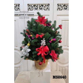 Chậu cây thông để bàn (2640)