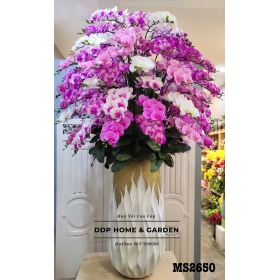 Chậu hoa lan hồ điệp tím (2650)