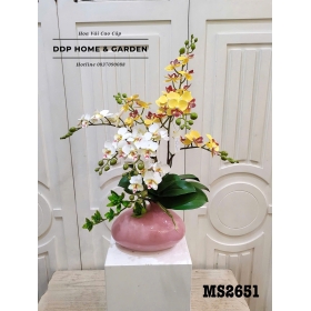 Chậu tiểu hồ điệp (2651)