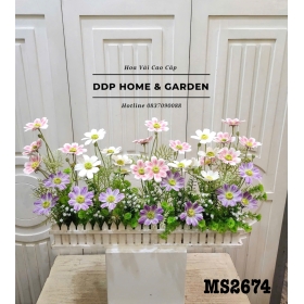 Bồn hoa cúc cánh bướm (2674)