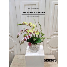 Chậu hoa lan hồ điệp mini (2676)