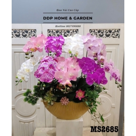 Chậu hoa lan hồ điệp dáng thuyền (2685)