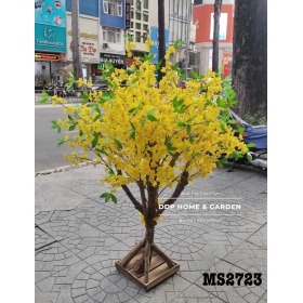 Cây mai vàng (2723)