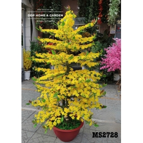 Chậu cây mai bonsai 2m (2728)