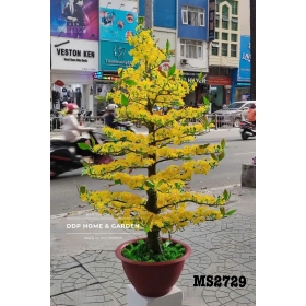 Chậu cây mai bonsai 1m65 (2729)