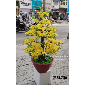 Chậu cây mai bonsai 1m15 (2730)