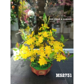 Chậu cây mai bonsai 50cm (2731)