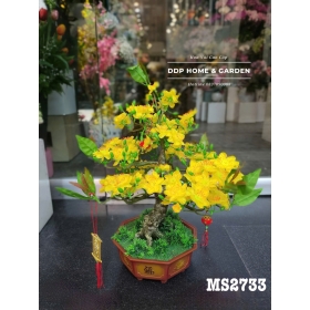 Chậu cây mai bonsai 52cm (2733)