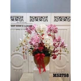 Chậu hoa lan hồ điệp 9 bông (2758)