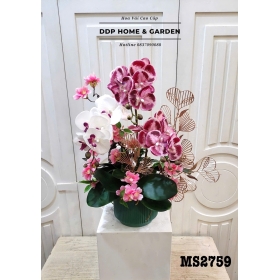 Chậu hoa lan hồ điệp mix (2759)