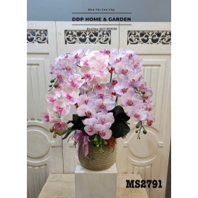 Chậu hoa lan hồ điệp tím nhạt (2791)