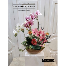 Chậu hoa lan hồ điệp (2801)