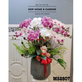 Chậu hoa lan hồ điệp trắng hồng (2807)