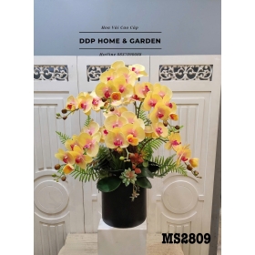 Chậu lan hồ điệp vàng (2809)