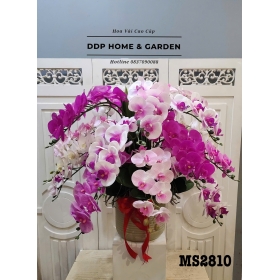 Chậu hoa lan hồ điệp (2810)