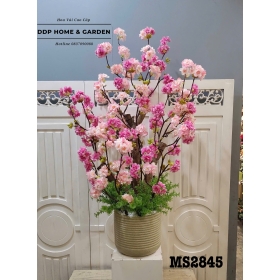 Chậu cây anh đào kép (2845)