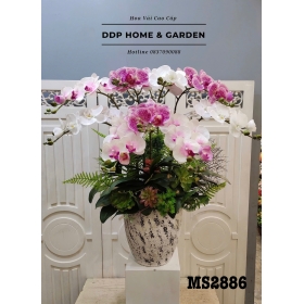 Chậu hoa lan hồ điệp đốm (2886)