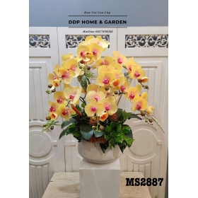 Chậu hoa lan hồ điệp gân vàng (2887)