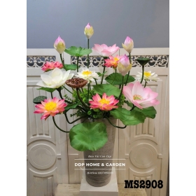 Chậu hoa sen mix súng (2908)