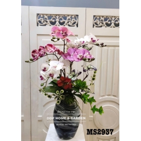 Chậu hoa lan hồ điệp (2937)