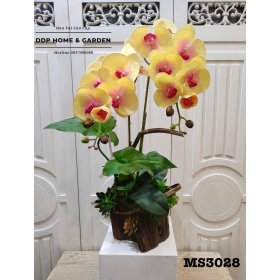 Chậu hoa lan hồ điệp 2 nhánh (3028)