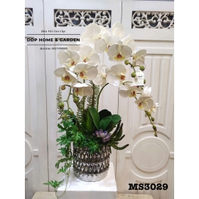 Chậu lan hồ điệp trắng (3029)