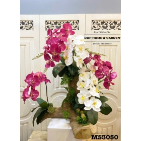 Chậu lan hồ điệp gỗ lũa (3050)