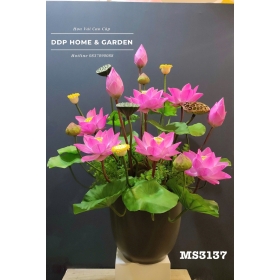 Chậu sen thái hồng (3137)