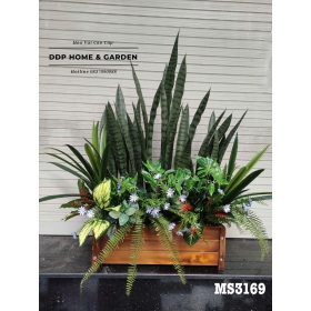 Chậu cây lưỡi hổ (3169)