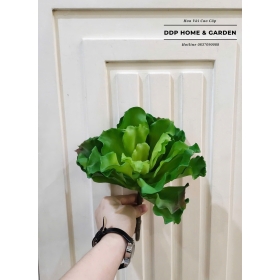 Sen đá cải xoắn