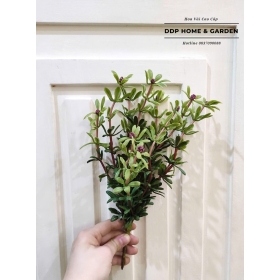 Cụm hoa mười giờ