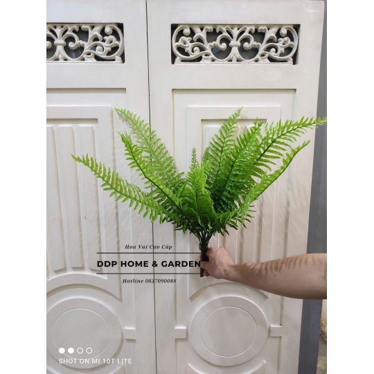 Cụm dương sỉ lá to (0567)