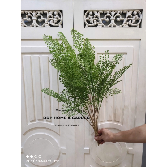 Cụm lá đuôi cá (0569)