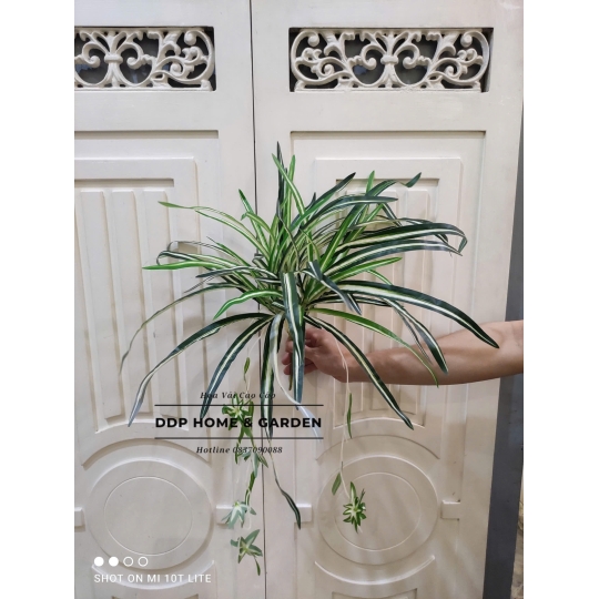 Cụm tóc tiên rủ (0564)