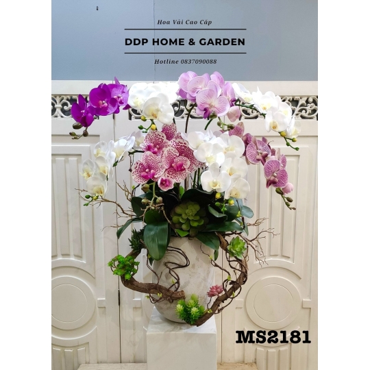 Chậu hoa lan hồ điệp cao cấp (2181)