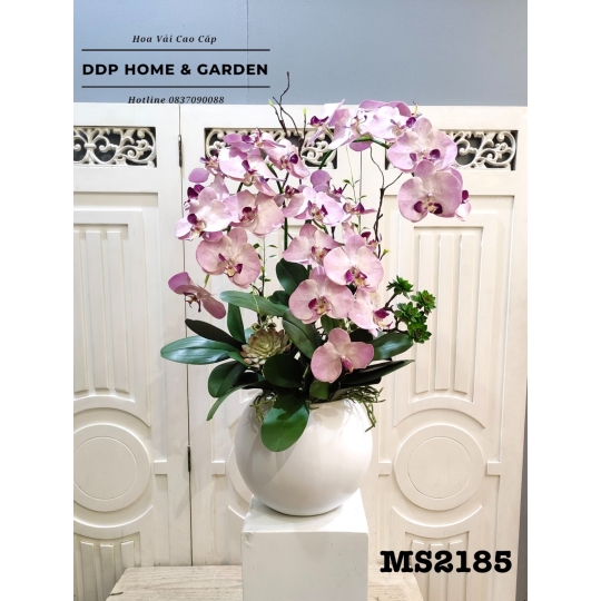 Chậu hoa lan hồ điệp tím (2185)