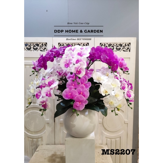 Chậu hoa lan hồ điệp đẹp (2207)