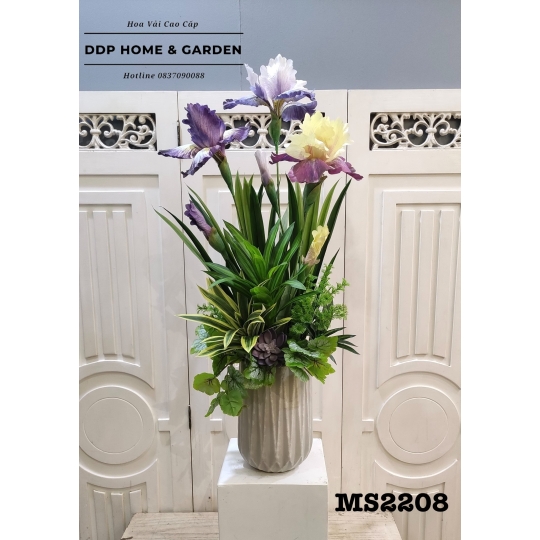 Chậu hoa diên vĩ Iris (2208)