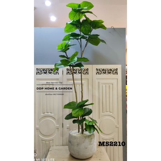 Chậu cây bàng singapore 3 thân (2210)